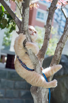 猫咪爬树图片素材免费下载