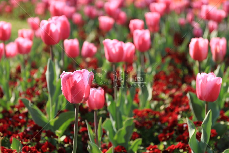 春天盛开的郁金香图片素材免费下载