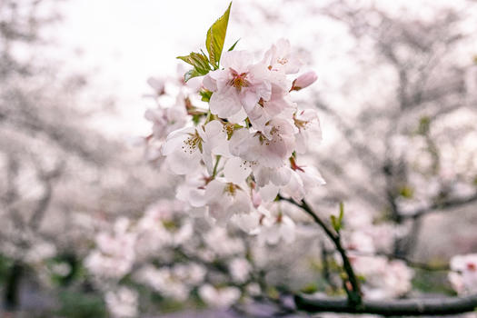 武汉磨山樱园的樱花图片素材免费下载