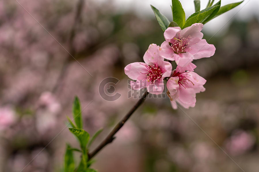 春天古村落盛开的桃花图片素材免费下载