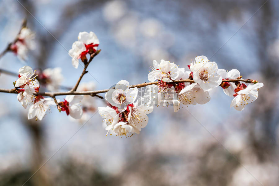 春天盛开的梅花图片素材免费下载