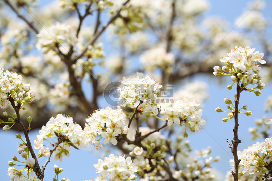 春天盛开的樱花图片素材免费下载