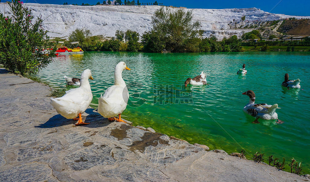 土耳其棉花堡池塘的鸭子图片素材免费下载