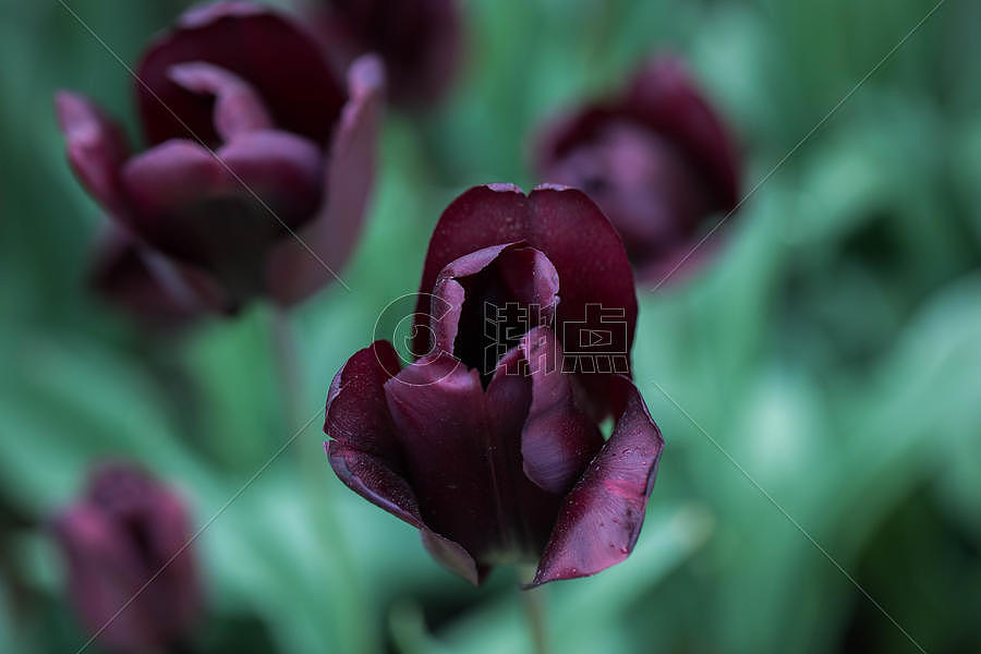 紫色郁金香图片素材免费下载