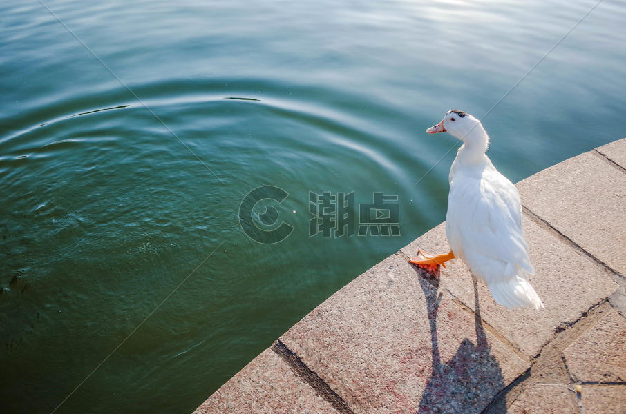 潮汕公园的鸭子图片素材免费下载