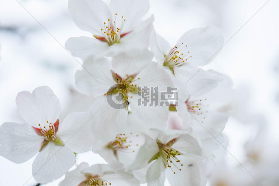 武汉的白色樱花图片素材免费下载