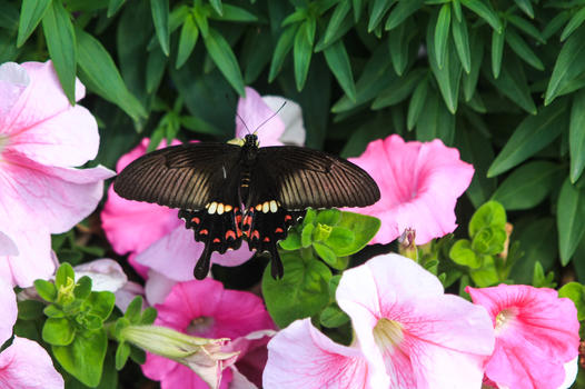 黑蝴蝶图片素材免费下载