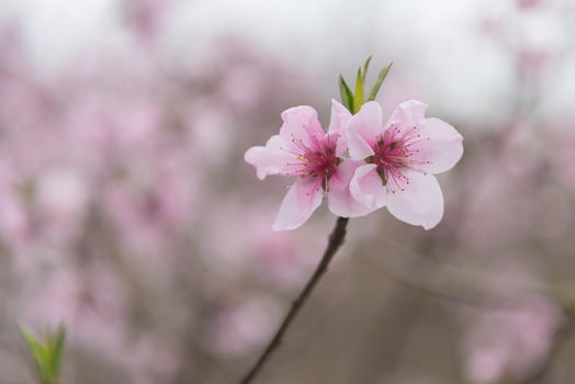 桃花特写图片素材免费下载