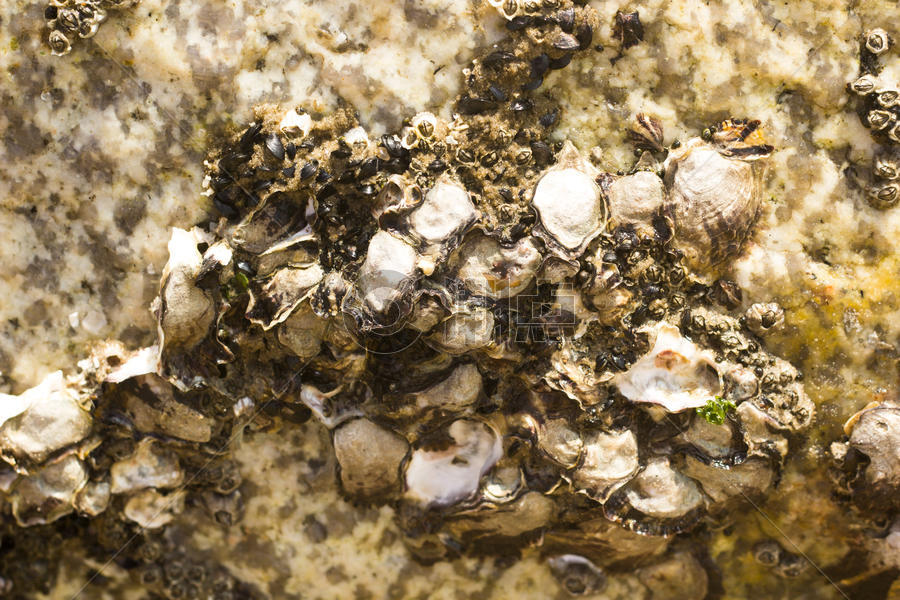 厦门黄厝海滩边岩石上的海蛎图片素材免费下载