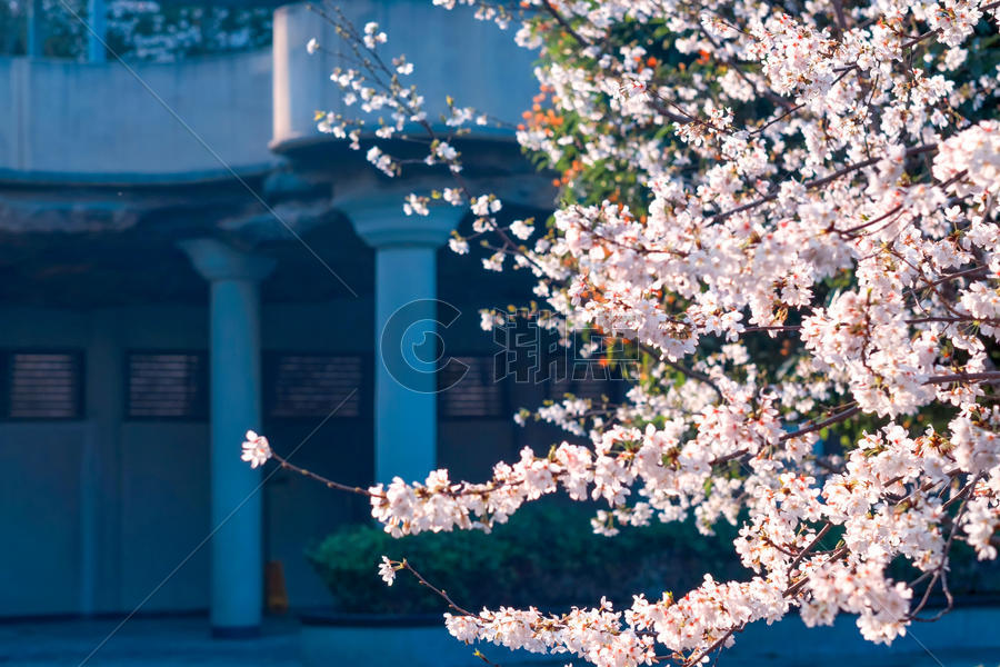 小区花园里的樱花树图片素材免费下载