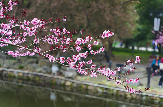公园河边的粉色紫叶李花图片素材免费下载