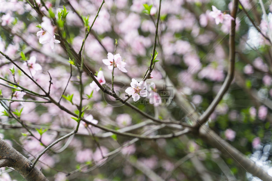 春天粉色桃花盛开图片素材免费下载