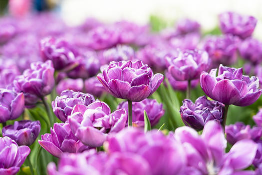 紫色郁金香图片素材免费下载