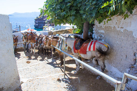 希腊圣托里尼岛下山道上的马匹图片素材免费下载