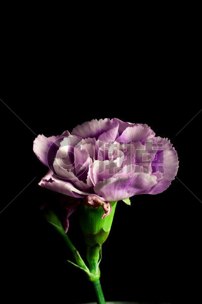 紫色康乃馨手机壁纸图片素材免费下载