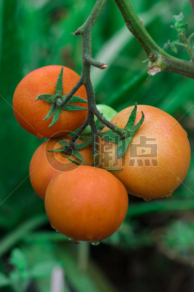新鲜番茄树图片素材免费下载