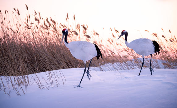 雪地上的丹顶鹤图片素材免费下载