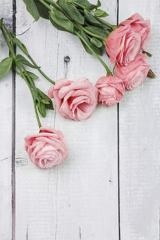 木板上的粉玫瑰图片素材免费下载