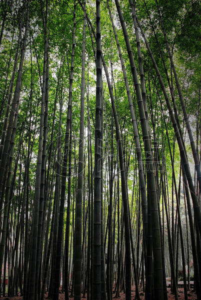 竹子竹林图片素材免费下载