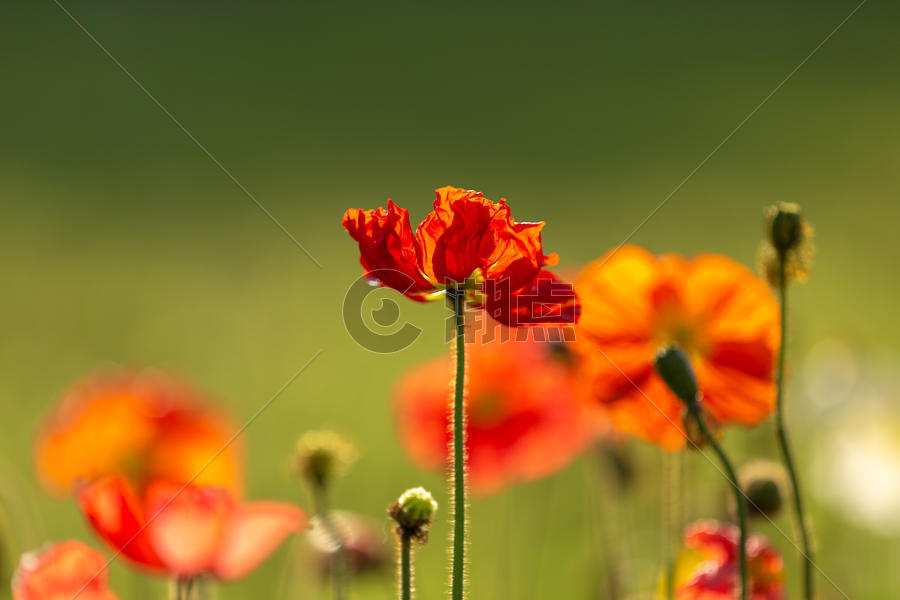 夏日光影植物花朵特写图片素材免费下载
