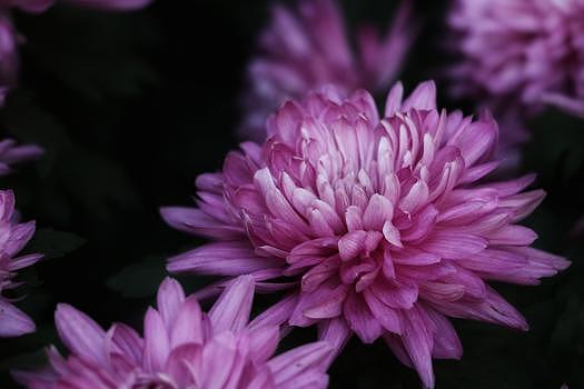 紫菊花图片素材免费下载