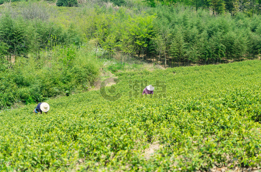 春天山坡上茶田里正在采茶的茶农图片素材免费下载