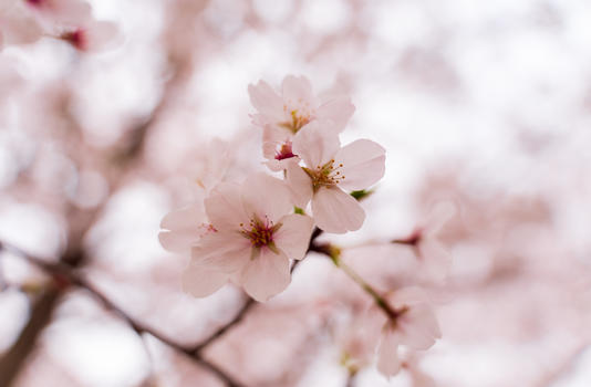 春天粉色樱花特写图片素材免费下载