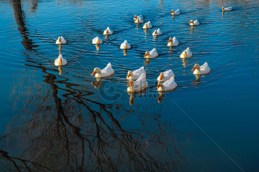 水塘中的鸭子图片素材免费下载