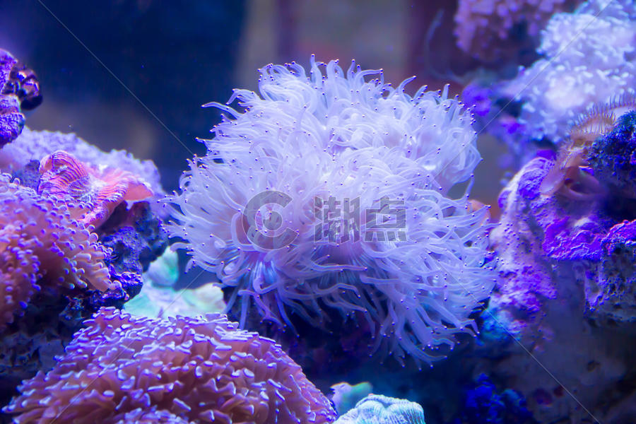 海底珊瑚图片素材免费下载