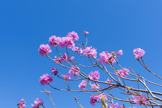 青岛大珠山春季风光图片素材免费下载