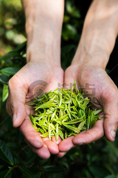 茶农手捧一把茶叶图片素材免费下载