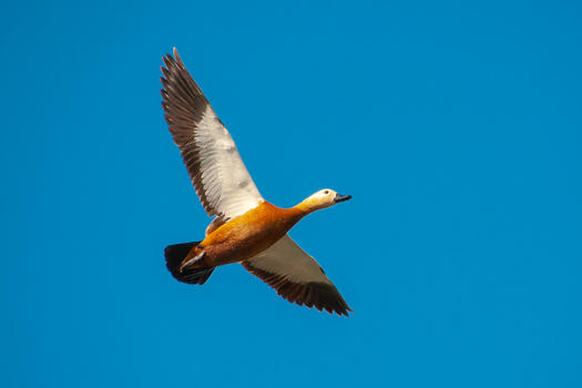 飞行的赤麻鸭图片素材免费下载