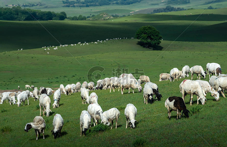 草原上的牛羊图片素材免费下载