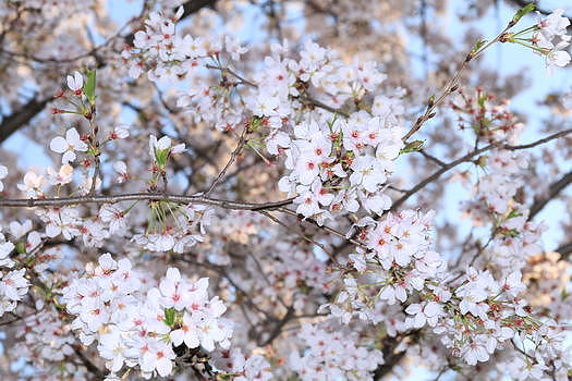 樱花树林图片素材免费下载