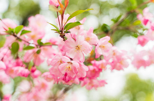 粉色海棠花图片素材免费下载