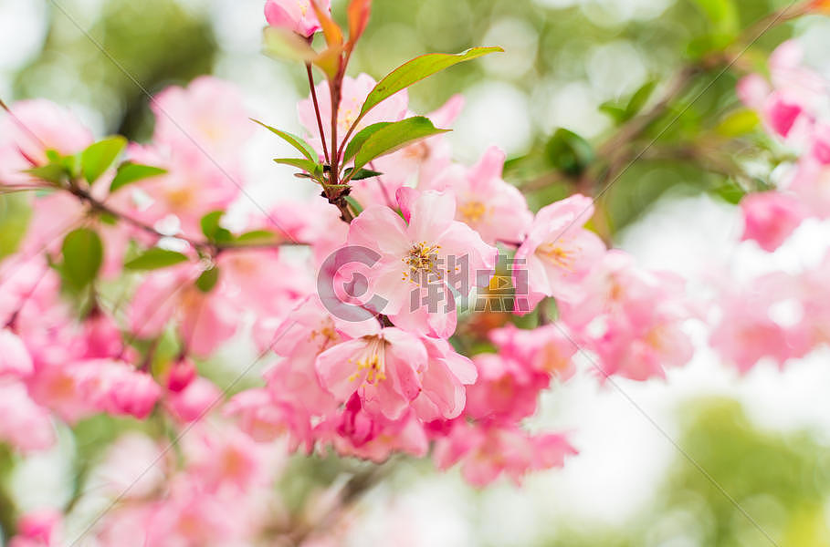 粉色海棠花图片素材免费下载