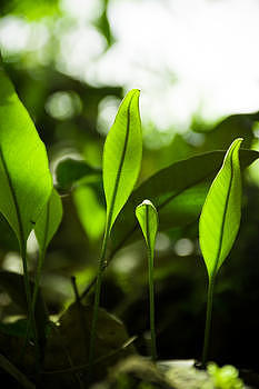 森林里正在生长的植物图片素材免费下载