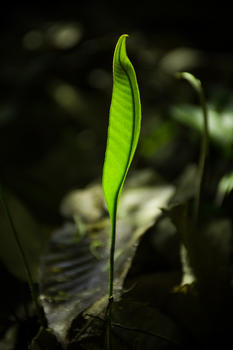 森林里正在生长的植物图片素材免费下载
