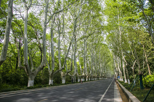 南京紫金山的梧桐树大道图片素材免费下载