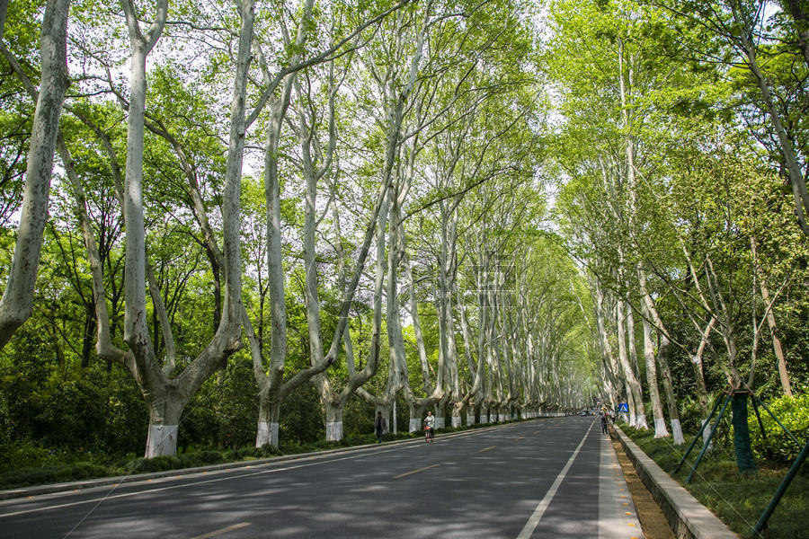 南京紫金山的梧桐树大道图片素材免费下载