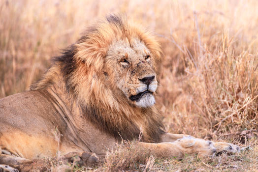 非洲雄狮图片素材免费下载