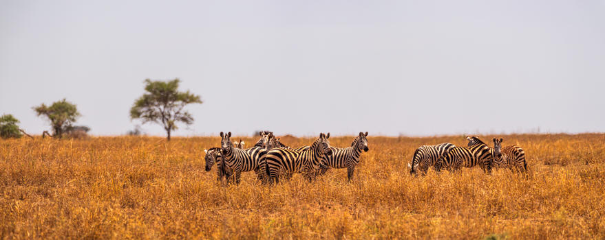非洲斑马群图片素材免费下载