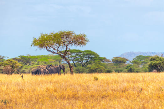 非洲稀树草原下的象群图片素材免费下载