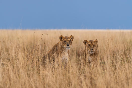 东非稀树草原里的狮子图片素材免费下载