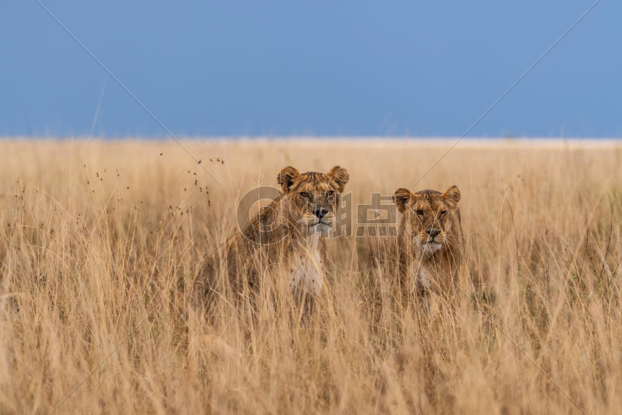 东非稀树草原里的狮子图片素材免费下载