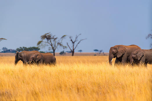 非洲象群图片素材免费下载