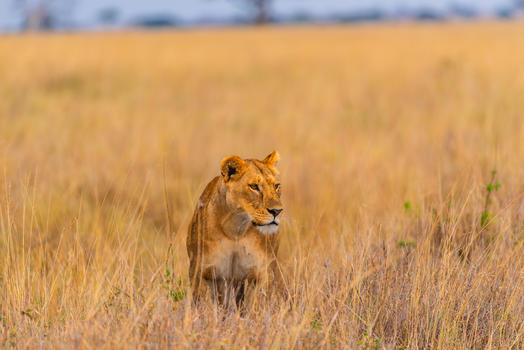 非洲捕猎的狮子图片素材免费下载