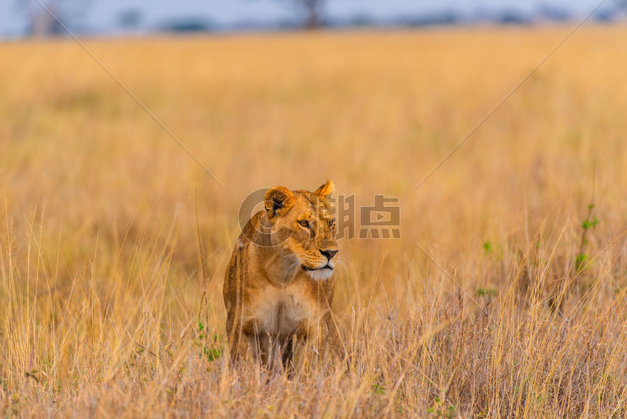 非洲捕猎的狮子图片素材免费下载
