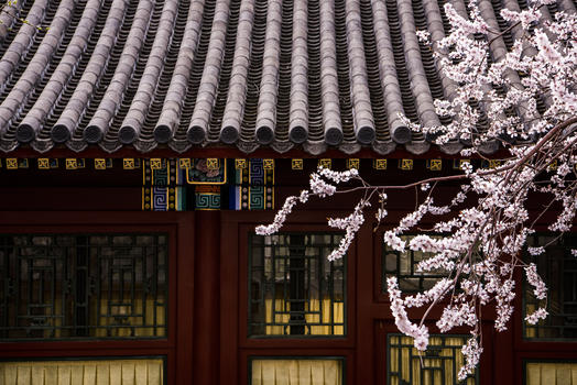 北京北海樱花图片素材免费下载