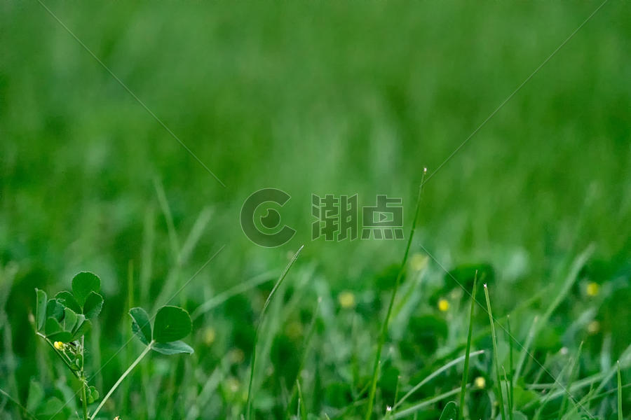 春天的草地生机勃勃图片素材免费下载